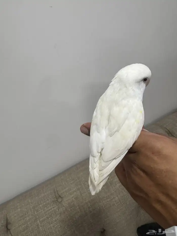 روز 1