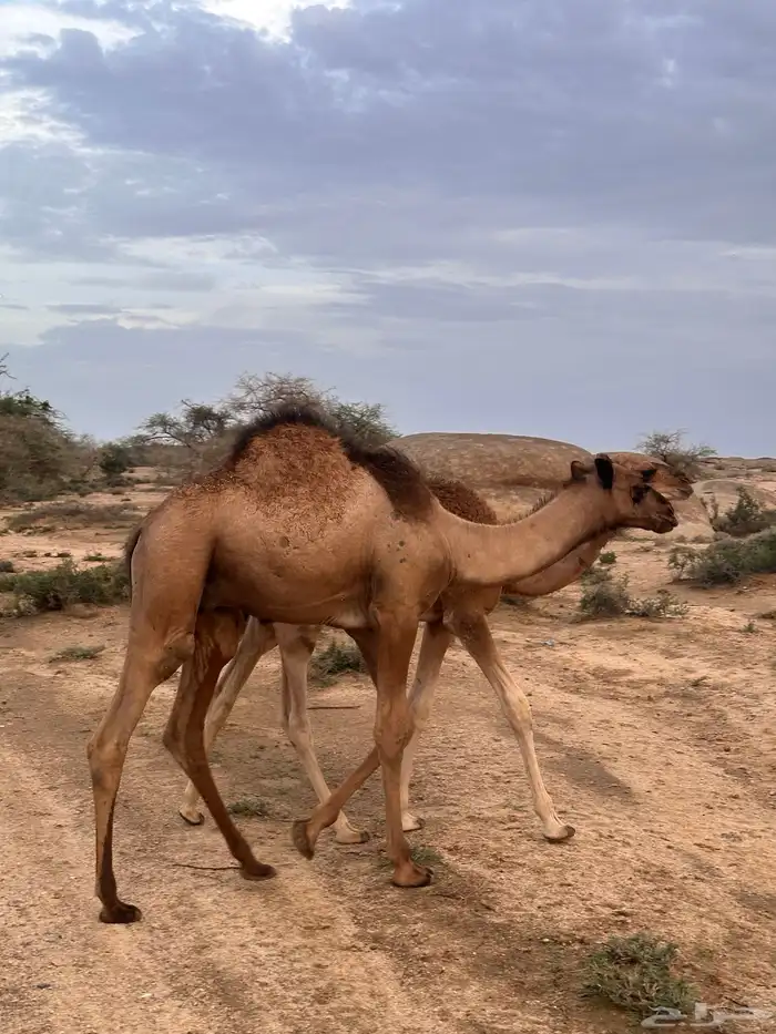 حشوان بلدي حاشي قعود قعدان 1