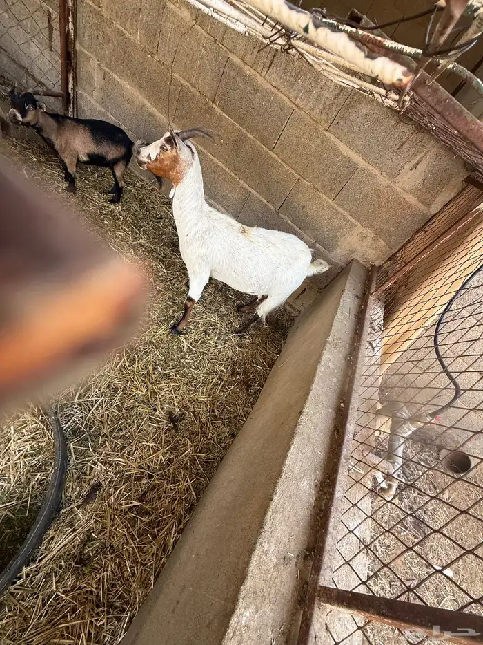 ماعز قزم جفرة قزمية 2