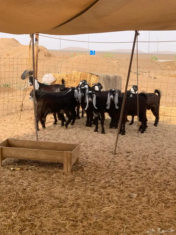 حري ذبايح ثلاجه طليان ذبائح مناسبات يوجد صلخ وتوصيل 2