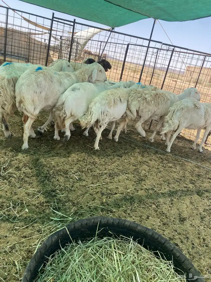 شياه دفييع ومضاريع فواخر 4