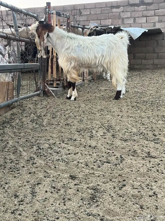 معزا هولنديات مطورات 13