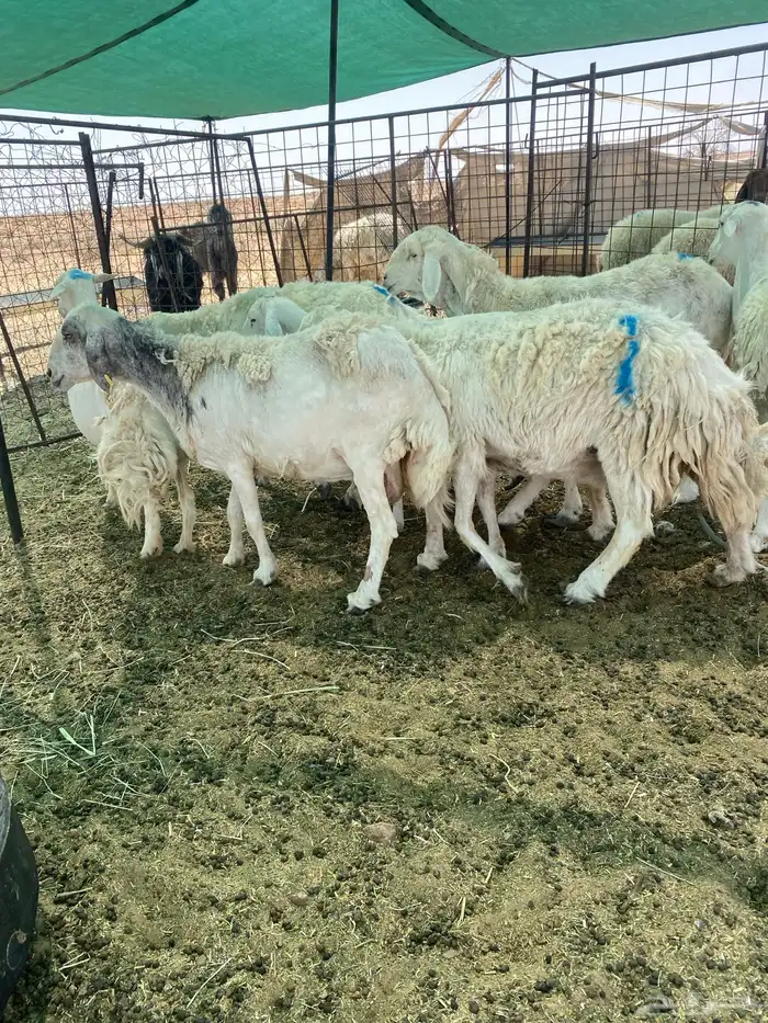 شياه دفييع ومضاريع فواخر 1