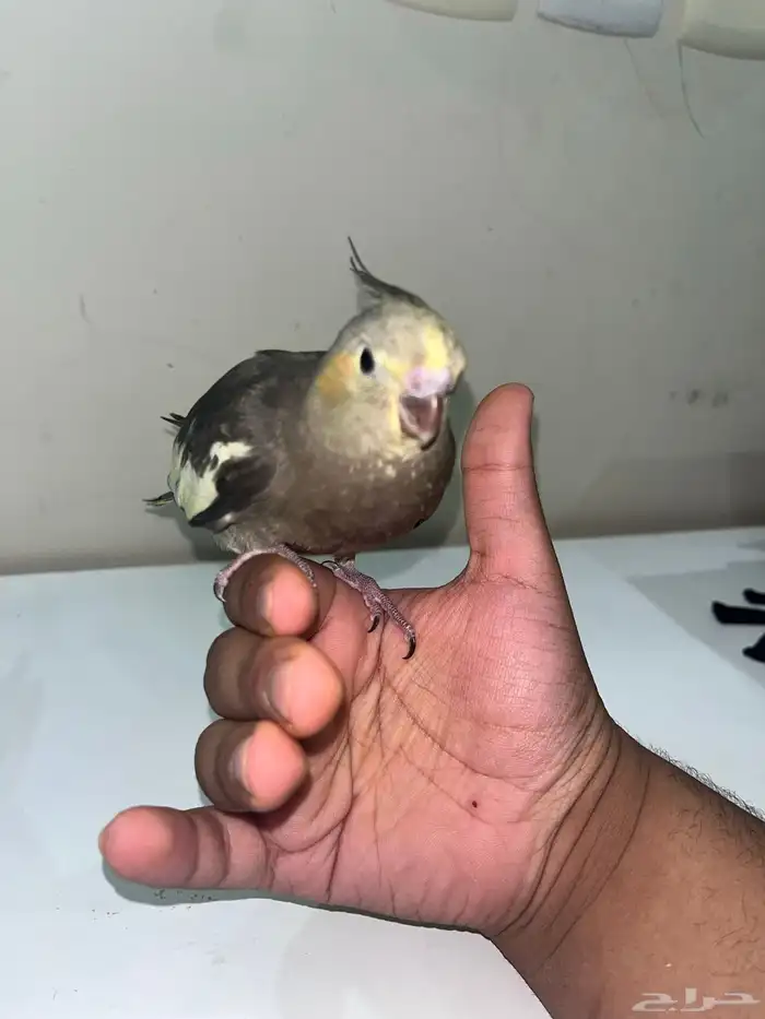 كروان اليف وهدد لون أسود 0