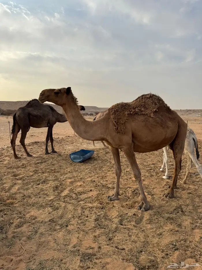 ابل للبيع 0