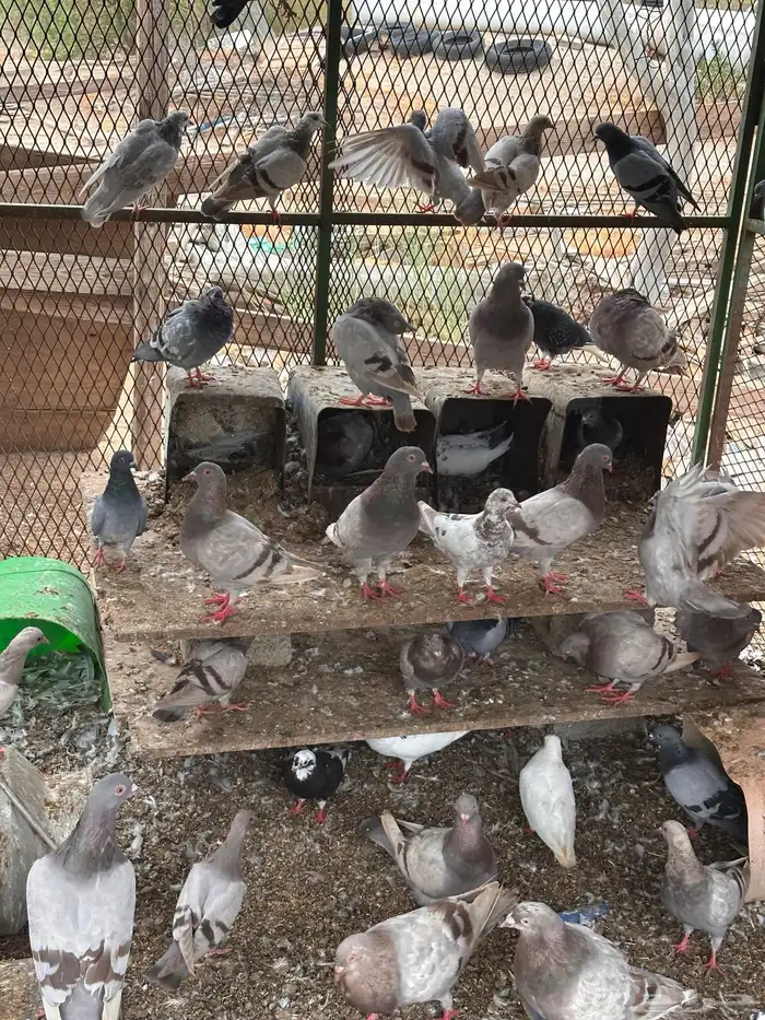 حمام فرنسي وأبو قفه مشكل البيع جمله 2