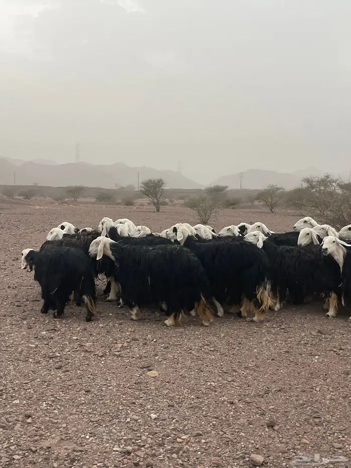 ضان 7