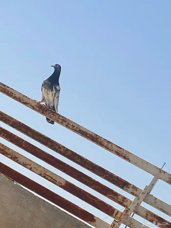 للبيع حمام باكستاني 3