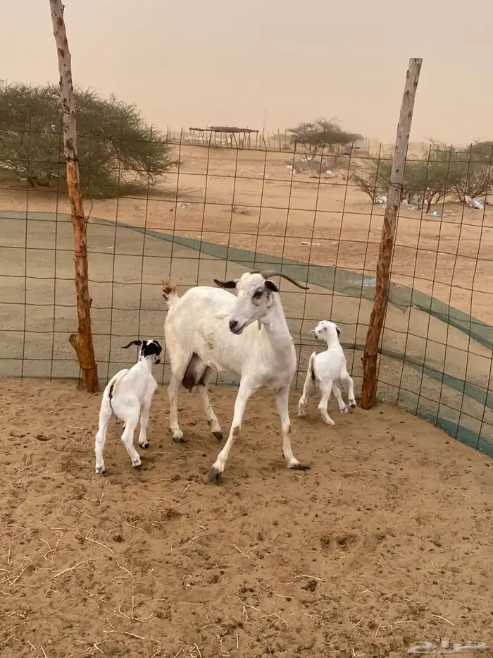 ثنتين معزا 1