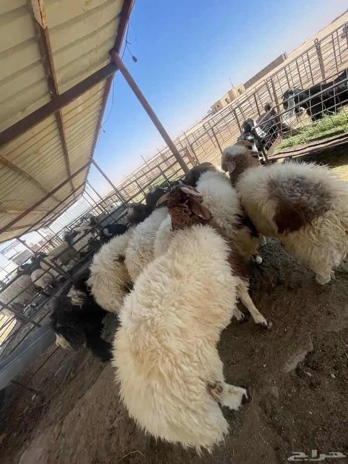 ذبايح طيب واسعار منافسه 0