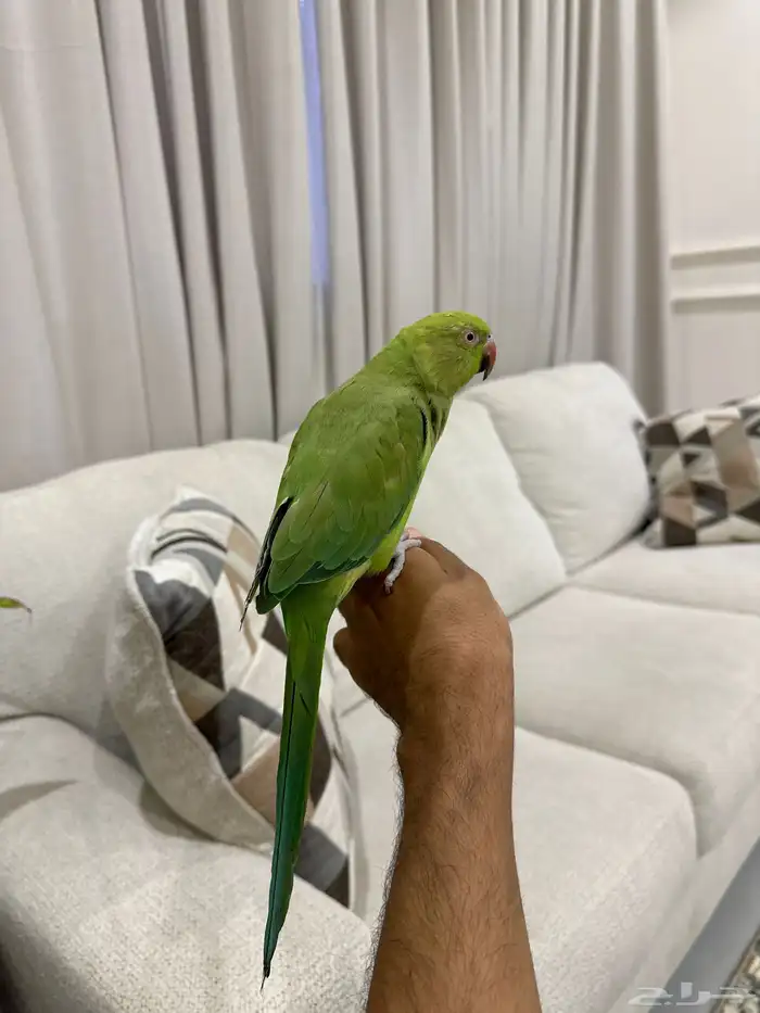 انثى دره اليفه ومتكلمه 1