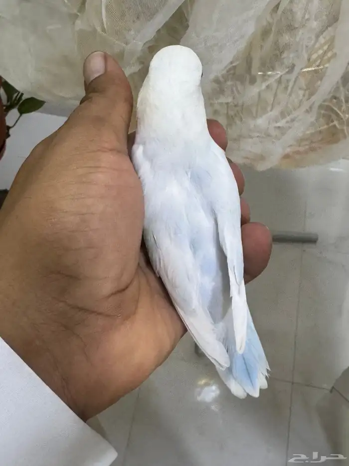 روز 6
