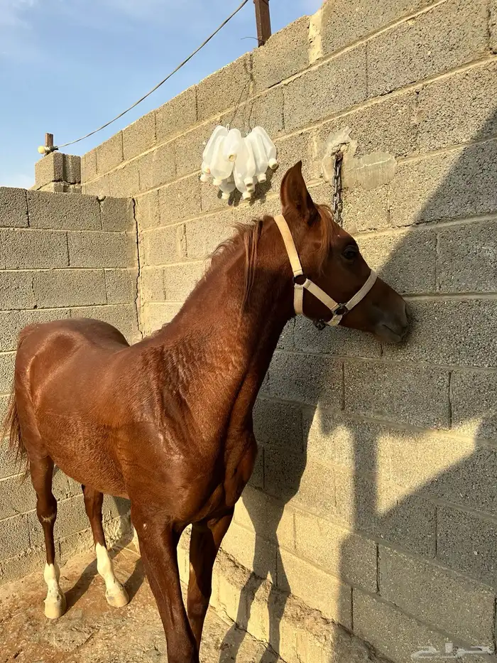 مهر للبيع شعبي 4