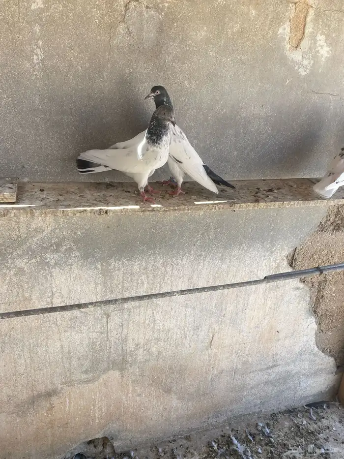 للبيع حمام باكستاني 1
