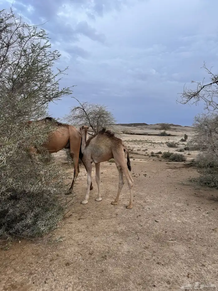 حشوان بلدي حاشي قعود قعدان 2