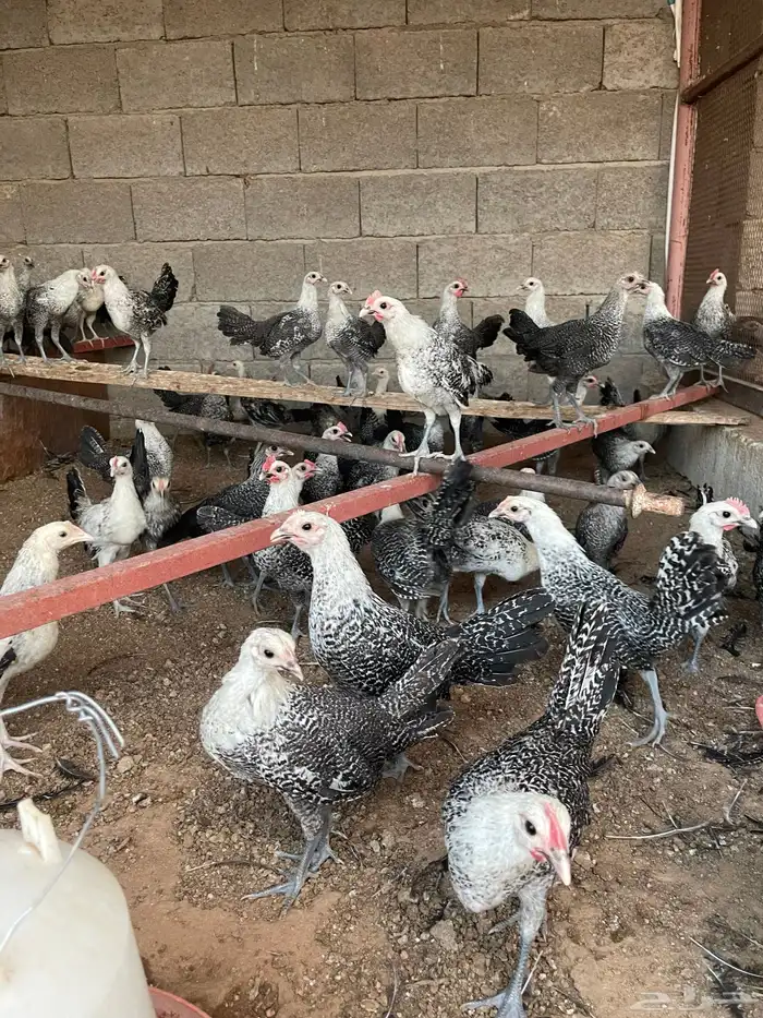 فروخ دجاج فيومي العمر شهرين 9