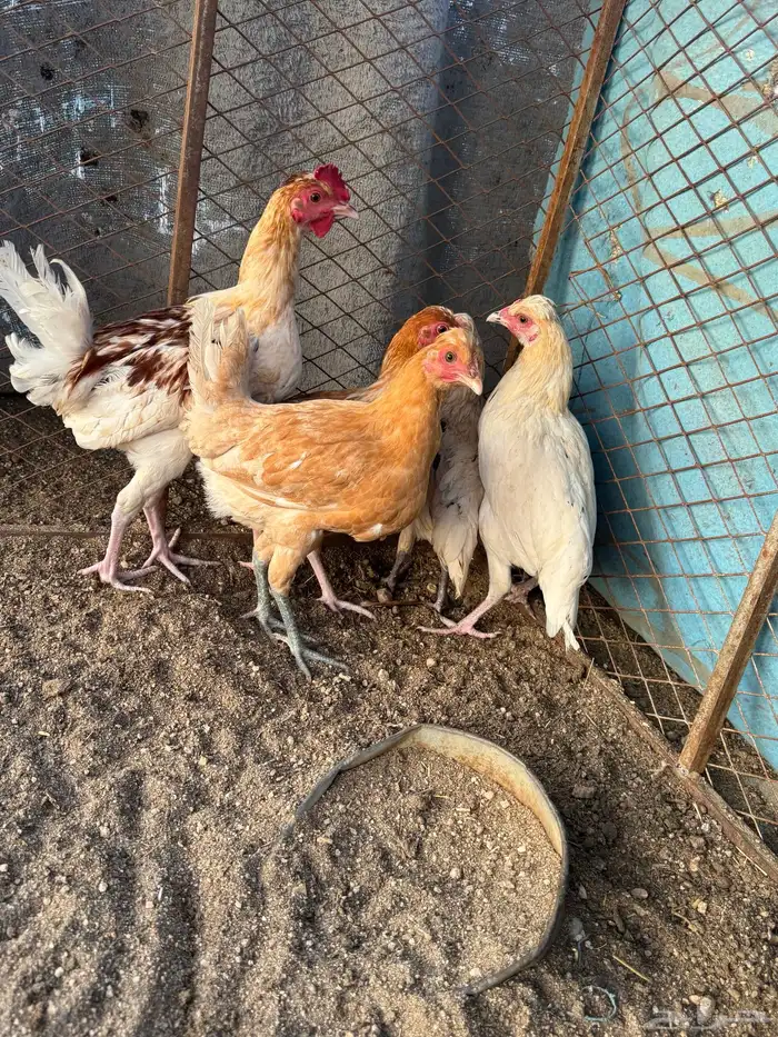 دجاج نضيف 2
