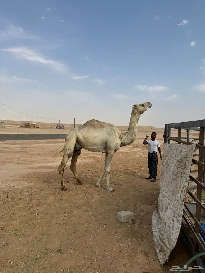 ناقة 0