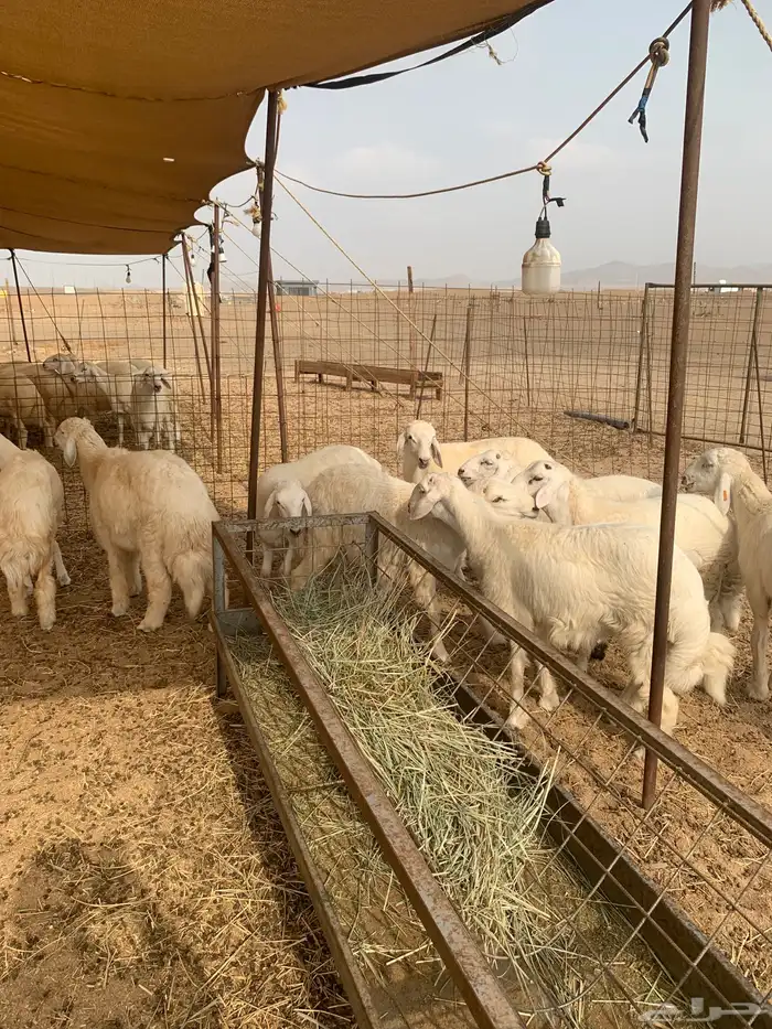 حري ذبايح ثلاجه طليان ذبائح مناسبات يوجد صلخ وتوصيل 3