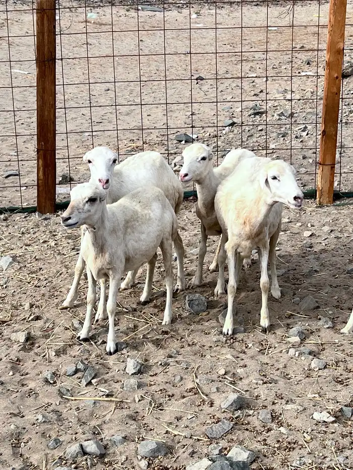 رفد وجفرة حريه 1