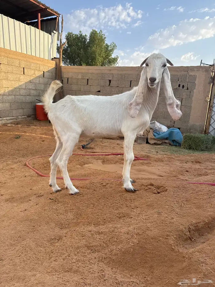عنز 1