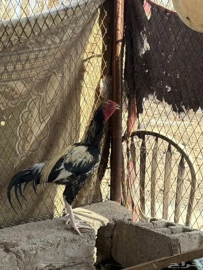 ديك باكستاني سندي 1