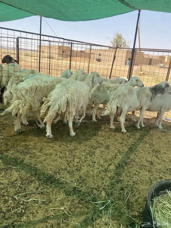 شياه دفييع ومضاريع فواخر 9
