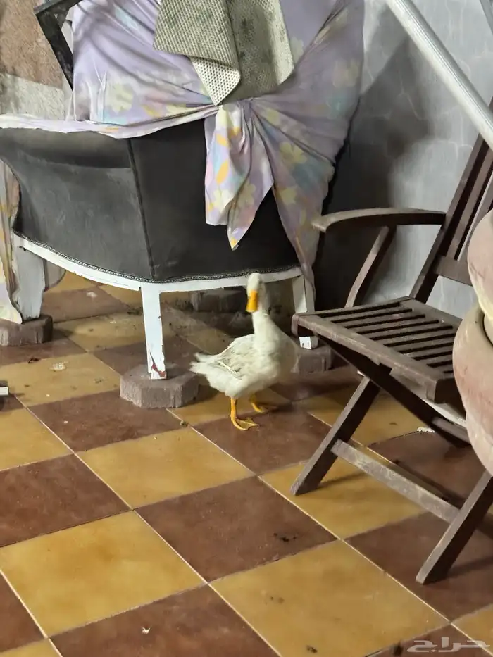 بط بكيني 2