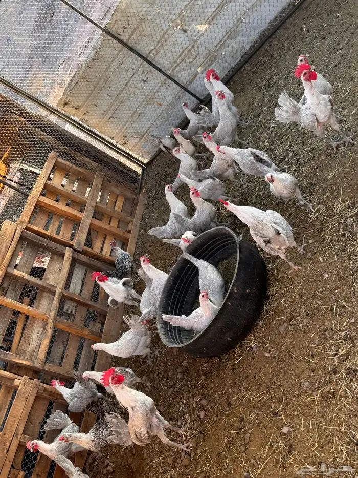 دجاج فيومي المنيوم 0