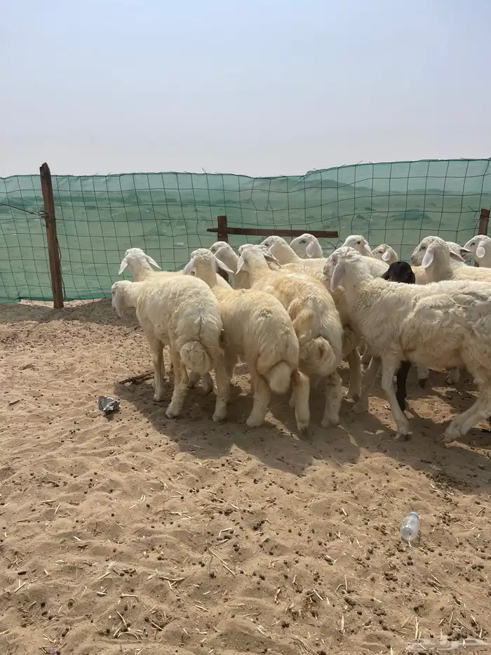 طليان حري ذبائح 3