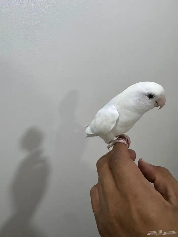 روز 4