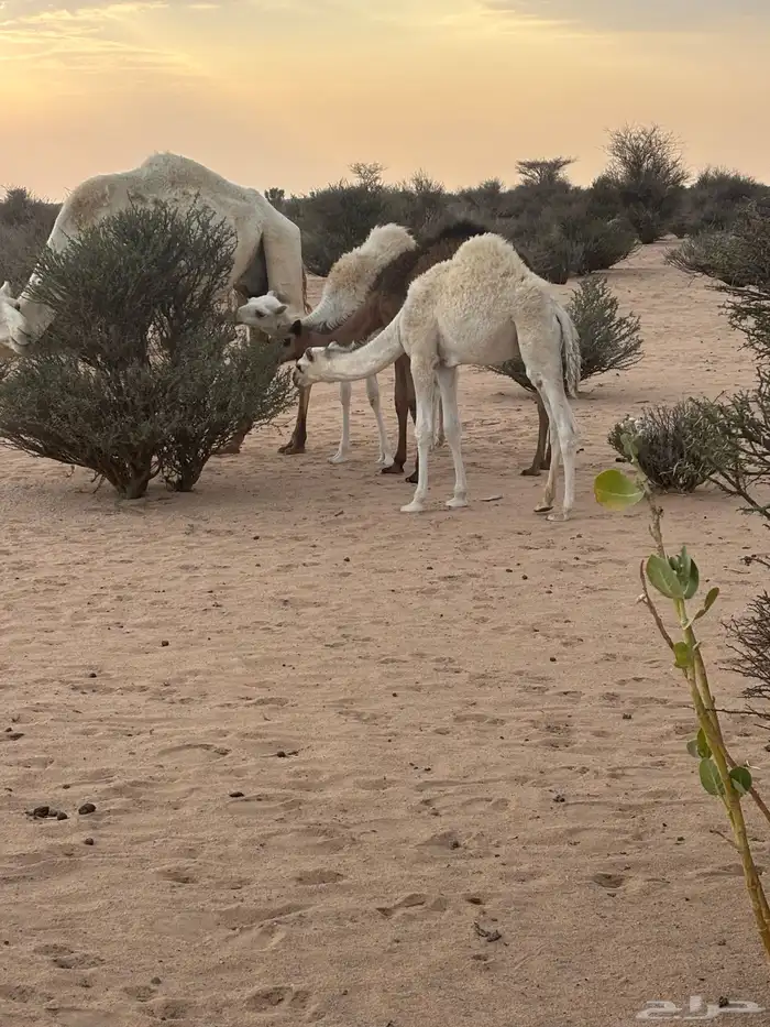 قعودين وبكره شحم 0