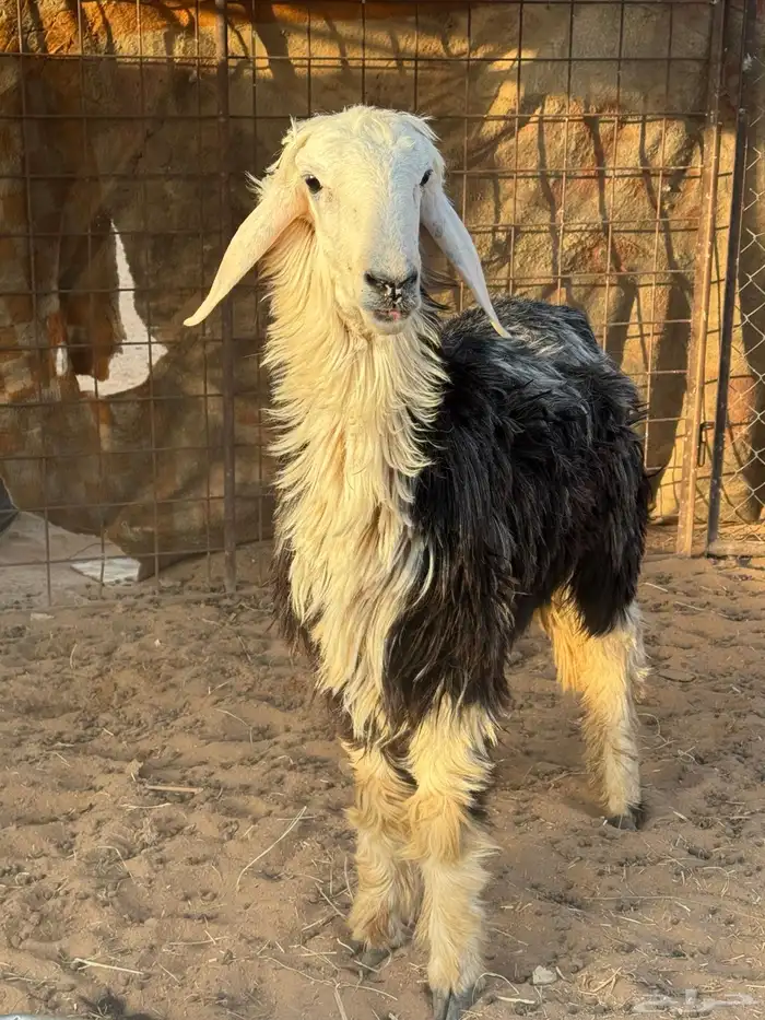 رخل نجديه 0