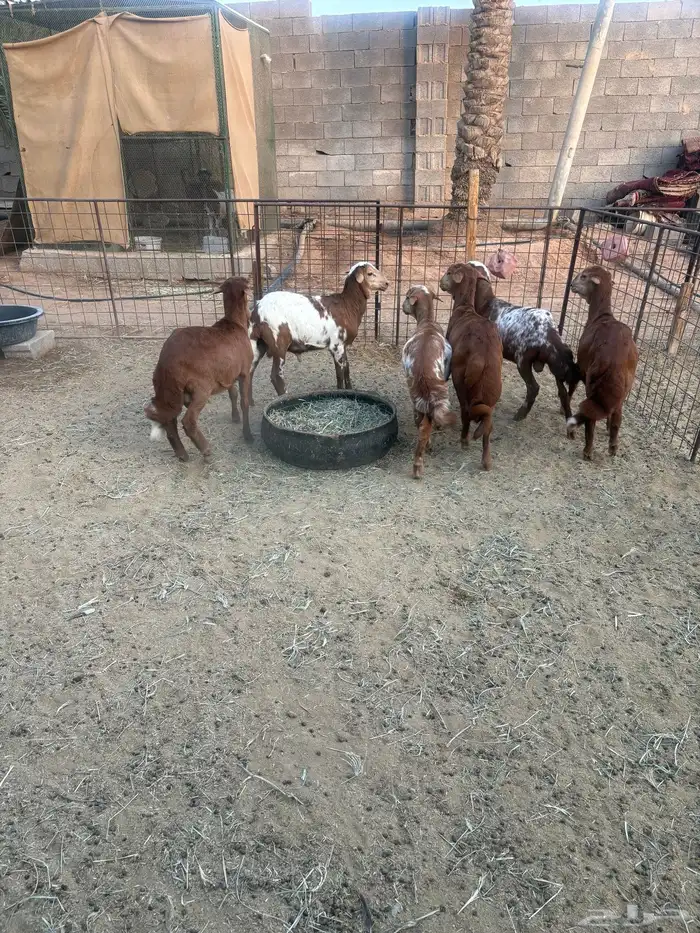 طليان مهجنة ساكني على رفيديه 5