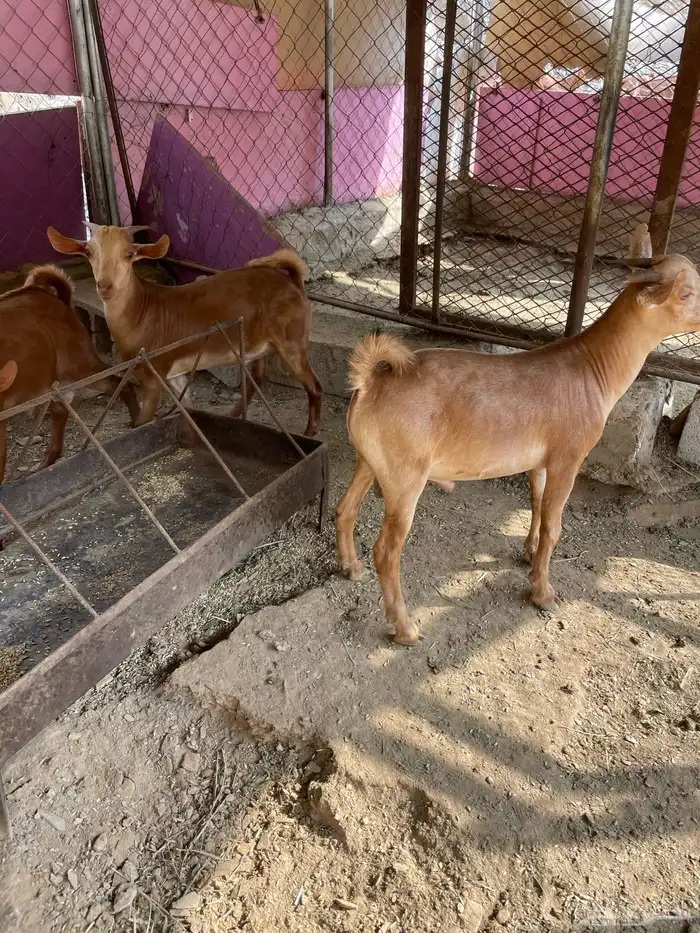 للبيع تيوس بلدي 10