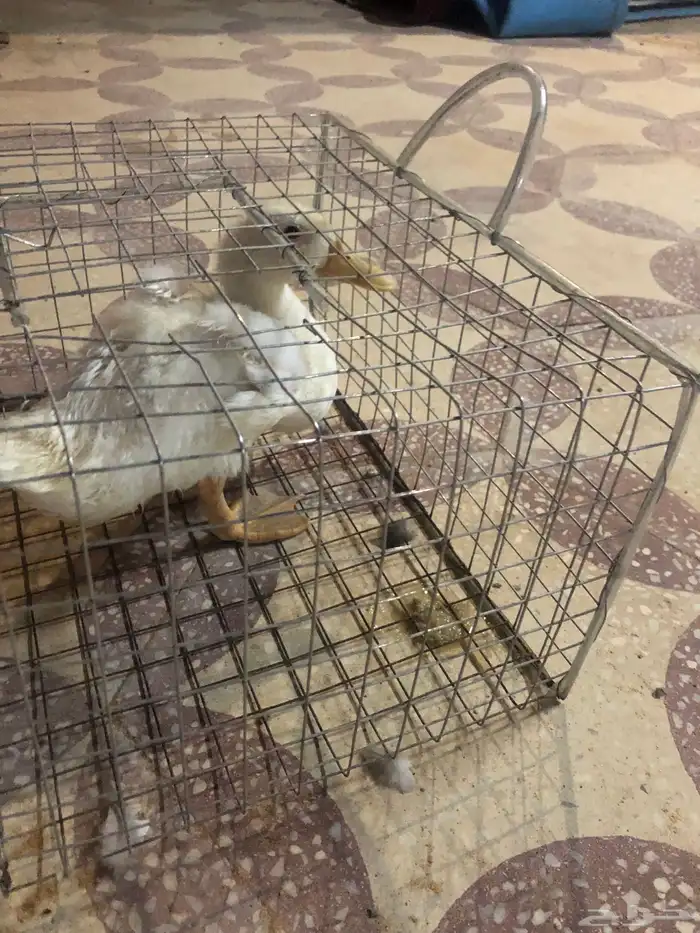 رياض الخبرا 1