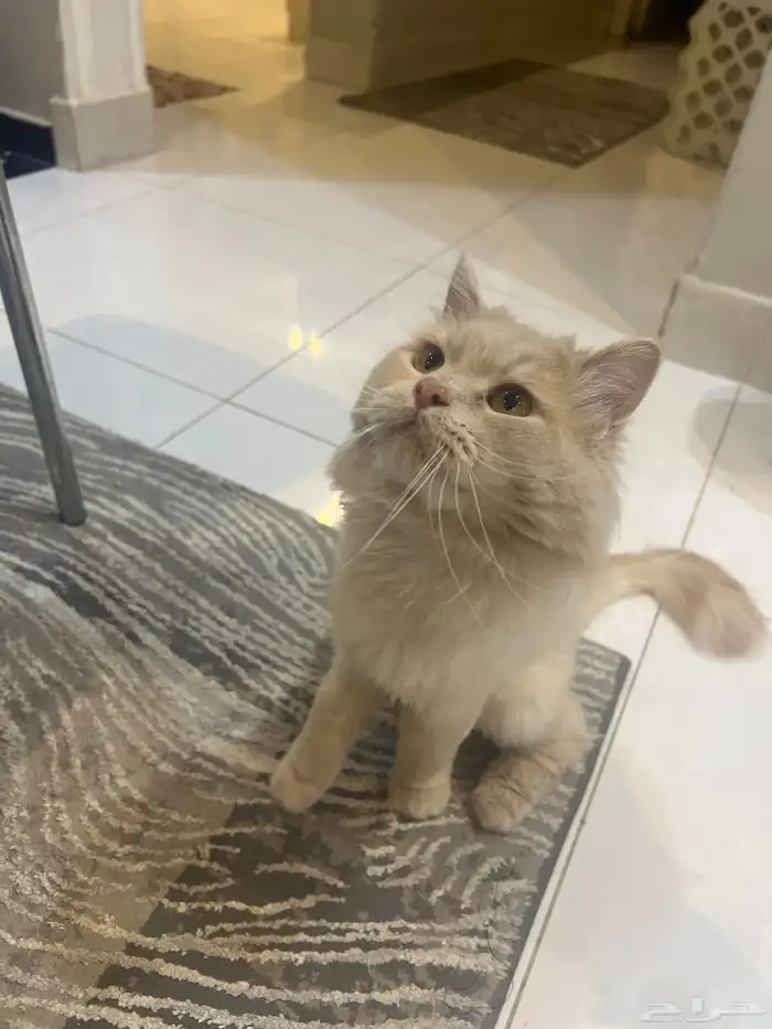 قط شيرازي معقم للتبني يحب اللعب 1