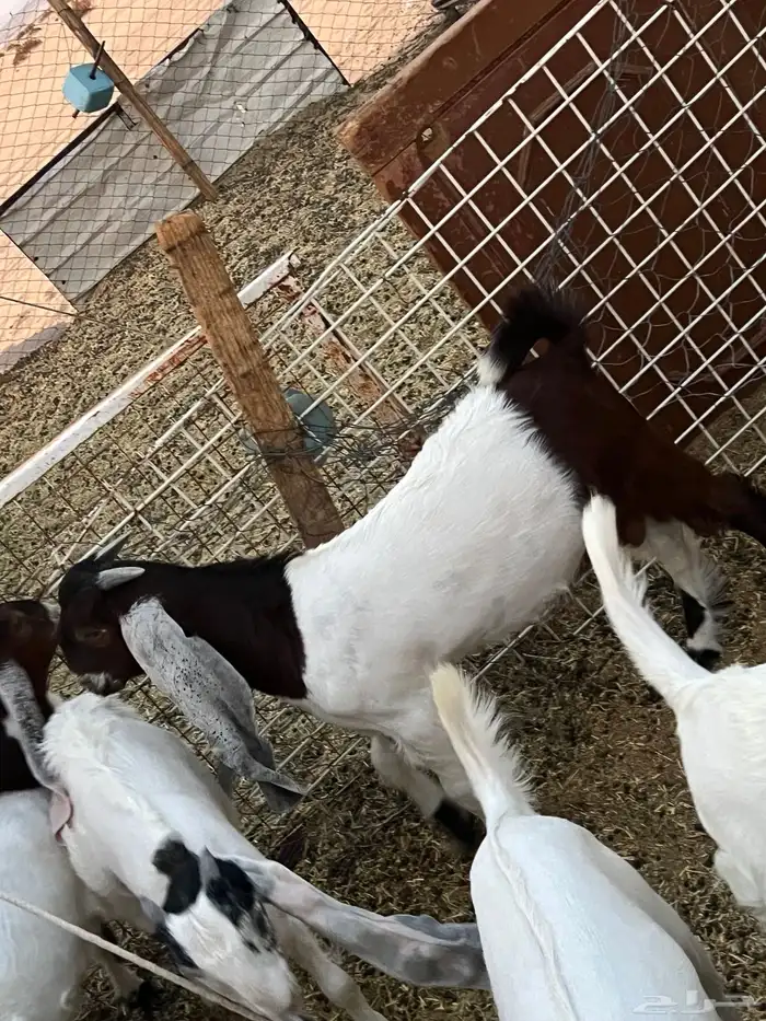 تيسين 3-4 شهور 4