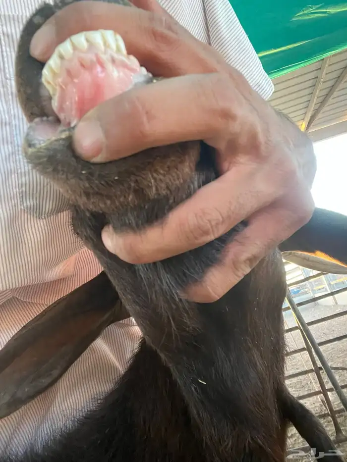 معزا رفحاء 4
