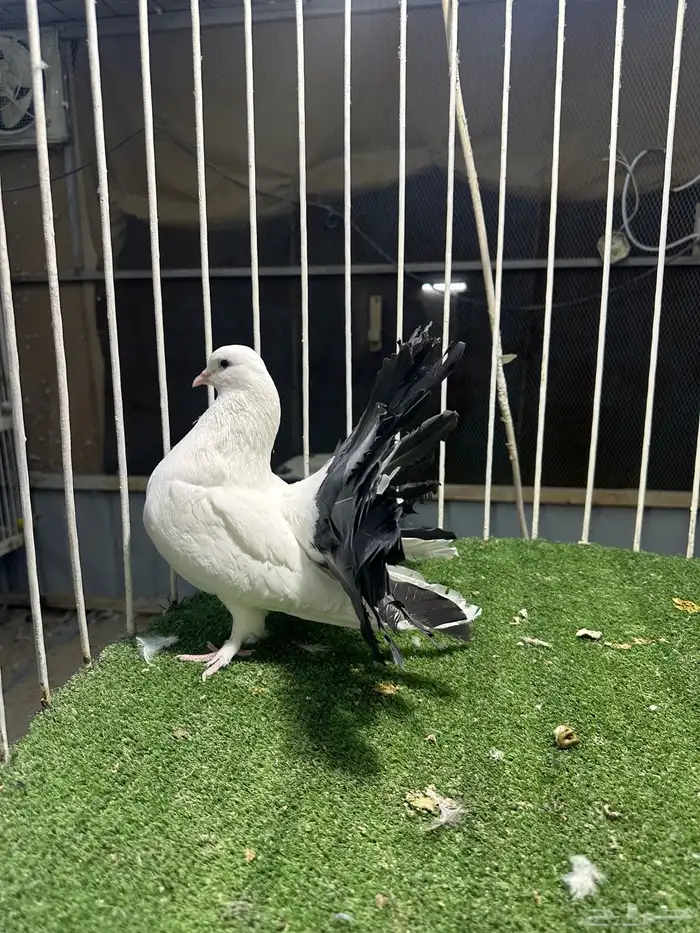للبيع جوز   طبه كبيره 1