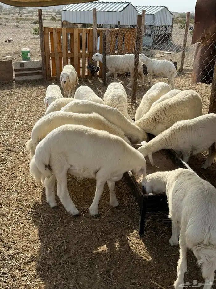 ذبايح حري 6