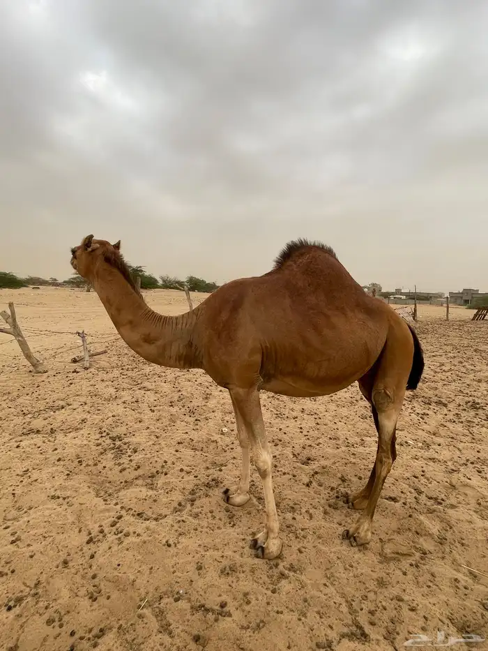 ناقه ساحليه حمرا مدني 0