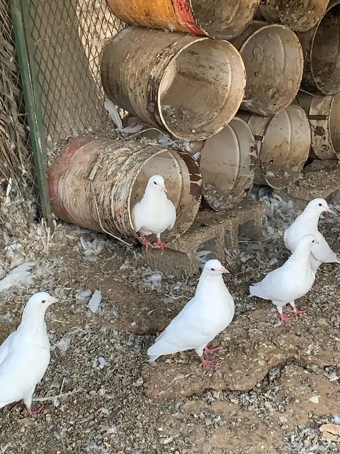 حمام فرنسي جامبو وسلفر ومشكل 0