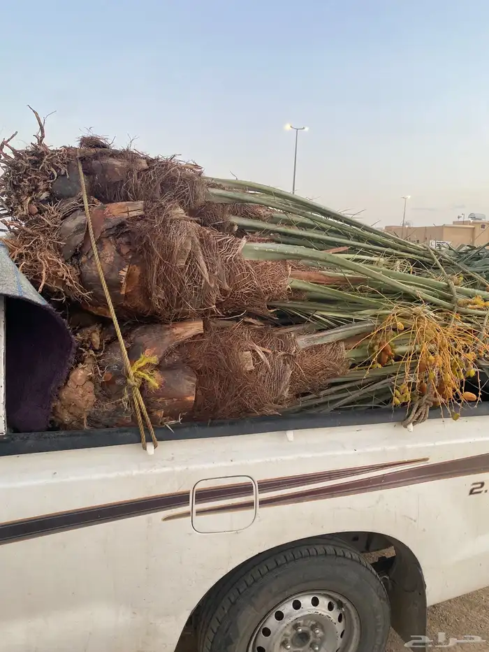 نخل اخلاص مثمر البيع متوجد في عفيف 18 حبه 1
