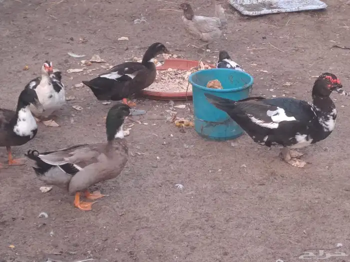 بط مصري منتجين للبيع 0