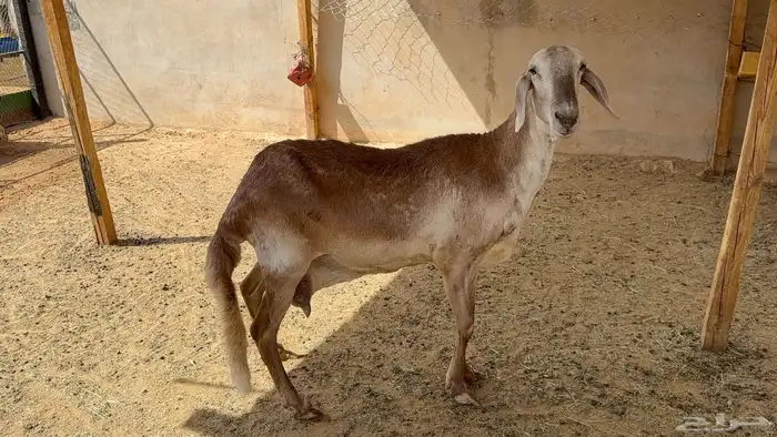 شاة ساكنية 1
