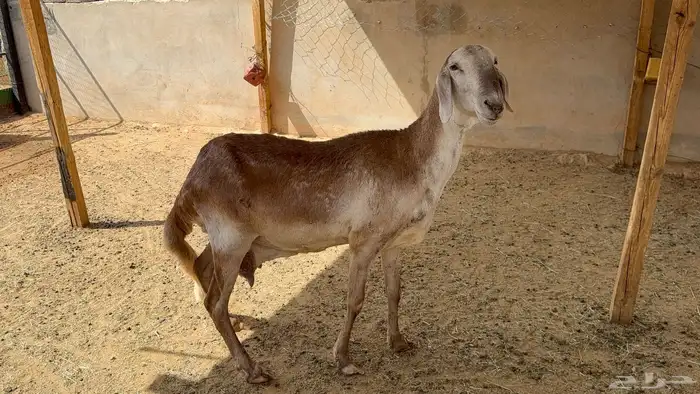 شاة ساكنية 4