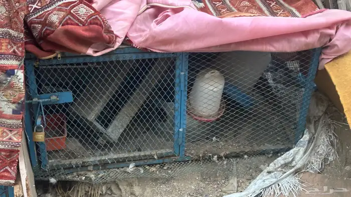 شبك دجاج حمام قفص دجاج حمام مترين 2