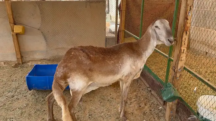 شاة ساكنية 0