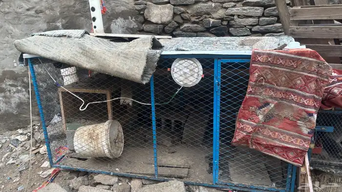 شبك دجاج حمام قفص دجاج حمام مترين 1